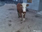 Vand juninca de 2 ani 