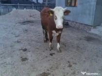 Vand juninca de 2 ani