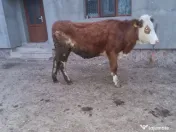 Vand juninca de 2 ani 