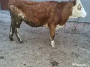 Vand juninca de 2 ani 