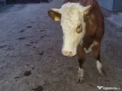 Vand juninca de 2 ani 