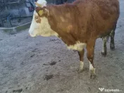 Vand juninca de 2 ani 