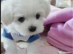 Bichon maltez mini toy