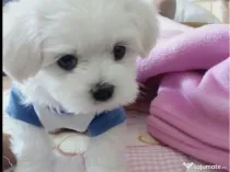 Bichon maltez mini toy