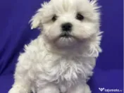 Bichon maltez alb 9 saptamani 