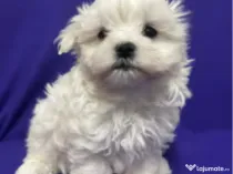 Bichon maltez alb 9 saptamani