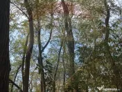 Teren forestier 15,618 mp Santimreu / com. Salard 