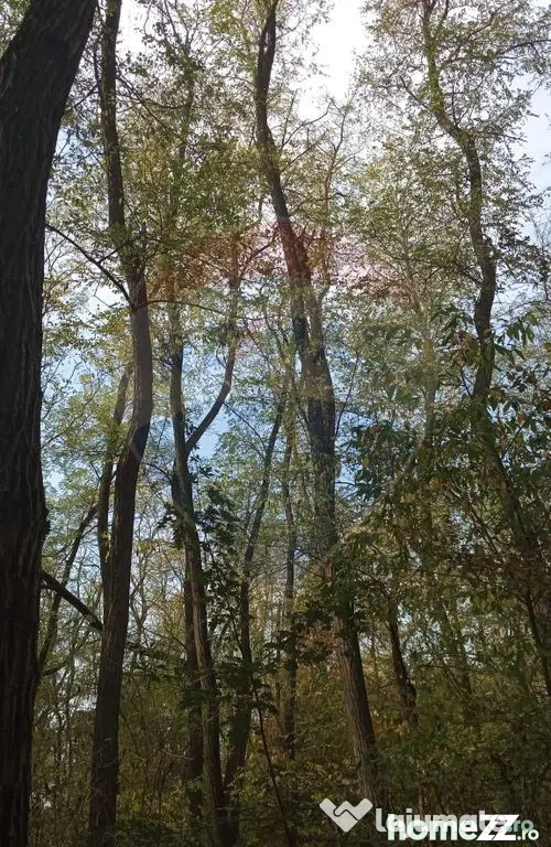 Teren forestier 15,618 mp Santimreu / com. Salard