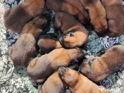 Pui de Ciobanesc Belgian Malinois 