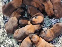 Pui de Ciobanesc Belgian Malinois