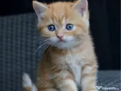 British shorthair puiuți 