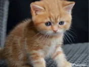 British shorthair puiuți 