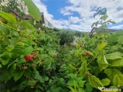 Poveste saseasca la umbra vitei de vie,cu crama,gradina flor 