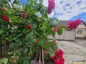 Poveste saseasca la umbra vitei de vie,cu crama,gradina flor 