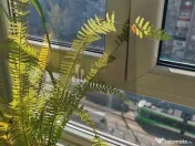 Apartament 3 Camere | Crangasi | Proximitate Metrou| Cent... 