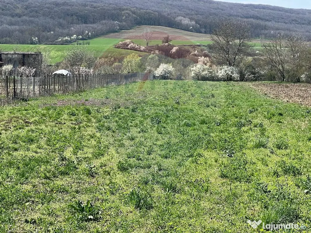 Teren 4,486mp Iordacheanu / Strada Principala