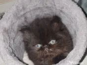 De vânzare pui de pisică persană 