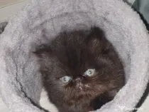 De vânzare pui de pisică persană