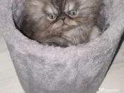 De vânzare pui de pisică persană 