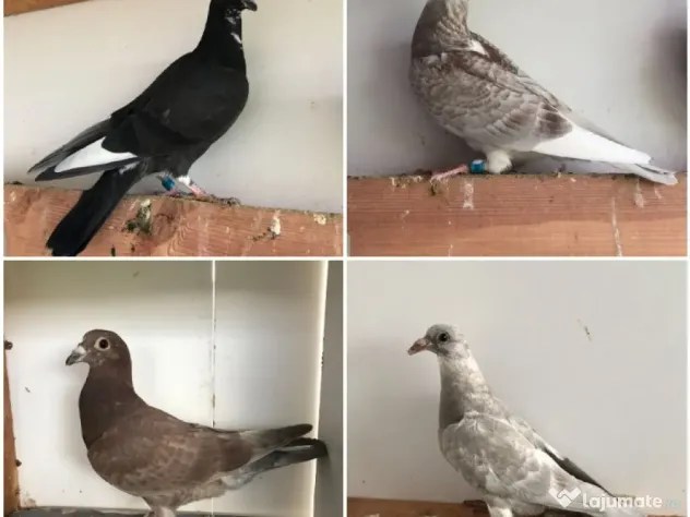 Porumbei voiajori colorati