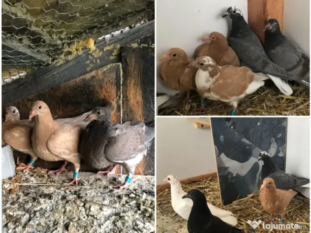 Porumbei voiajori colorati