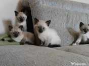 Pui de pisica siameza 