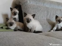 Pui de pisica siameza 