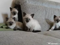 Pui de pisica siameza