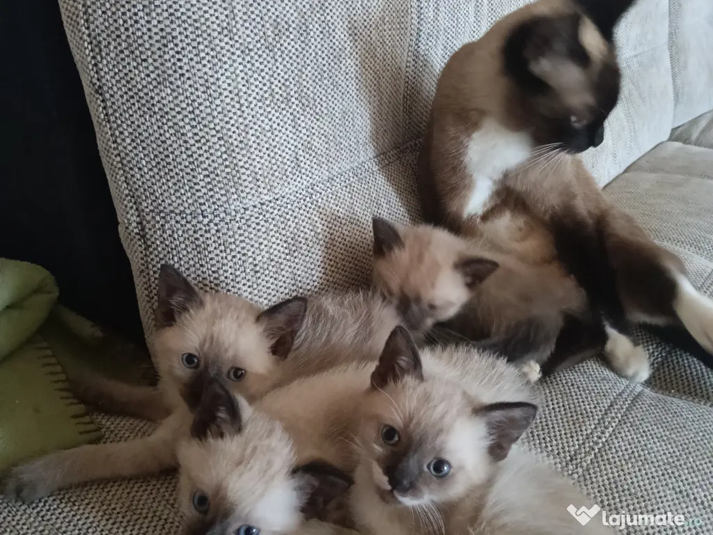 Pui de pisica siameza