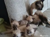 Pui de pisica siameza 