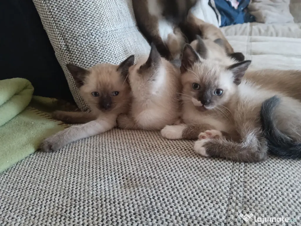 Pui de pisica siameza