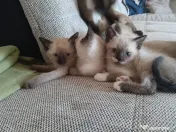 Pui de pisica siameza 