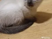 Pui de pisica siameza 