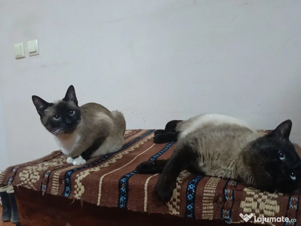 Pui de pisica siameza