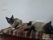 Pui de pisica siameza 