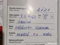 Pui Ciobanesc German 