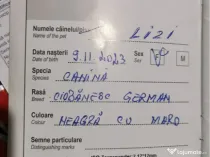 Pui Ciobanesc German