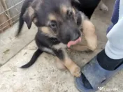 Pui Ciobanesc German 