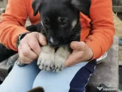 Pui Ciobanesc German 