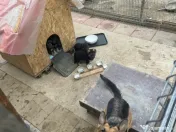 Pui Ciobanesc German 