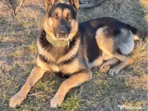 Pui Ciobanesc German