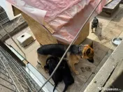 Pui Ciobanesc German 