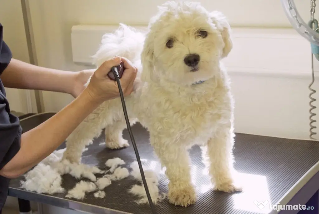 Tund catei si pisicute la domiciliu Rahova Ferentari Ghencea