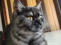 Vând pisica British