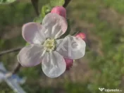 Vanzare casa in Albota Arges 3 camere constructie 2024 