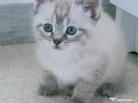 Pui de pisica exemplar deosebit de frumos educat jucăuș inteligent superb 