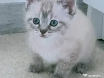 Pui de pisica exemplar deosebit de frumos educat jucăuș inteligent superb