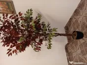 Mobilier complet pentru birou 