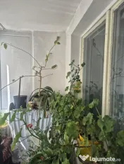 Apartament de 2 camere zona ASTRA,Str Neptun, 