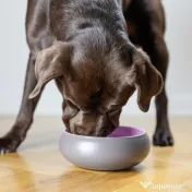 Bol Roz BRAUBRAU pentru Câini și Pisici 